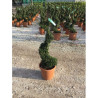 ILEX crenata KINME