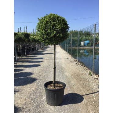 ILEX crenata KINME