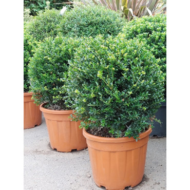 ILEX crenata KINME