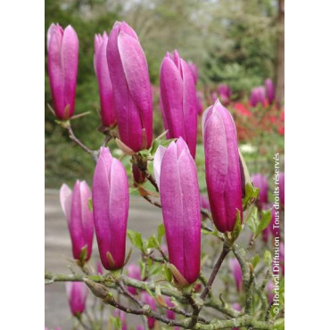 MAGNOLIA liliiflora NIGRA