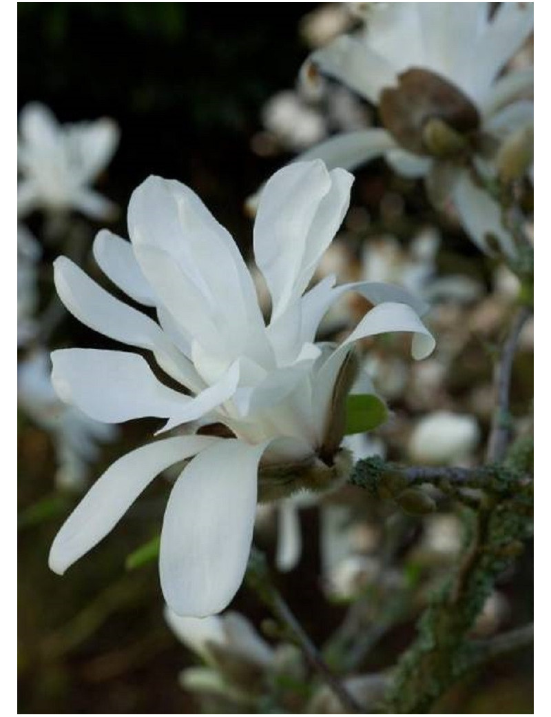 MAGNOLIA stellata