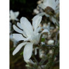 MAGNOLIA stellata