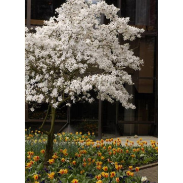 MAGNOLIA stellata