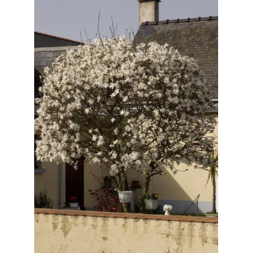 MAGNOLIA stellata