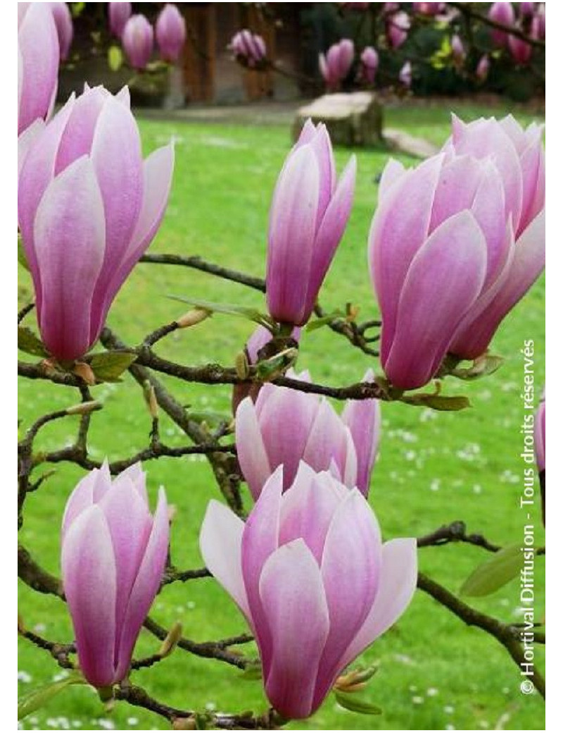 MAGNOLIA soulangeana ANDRE LEROY