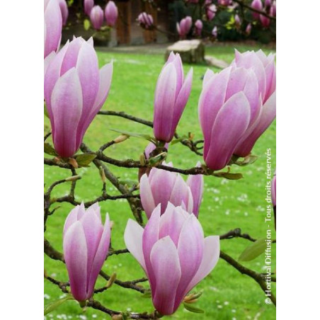 MAGNOLIA soulangeana ANDRE LEROY