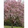 MAGNOLIA soulangeana ANDRE LEROY