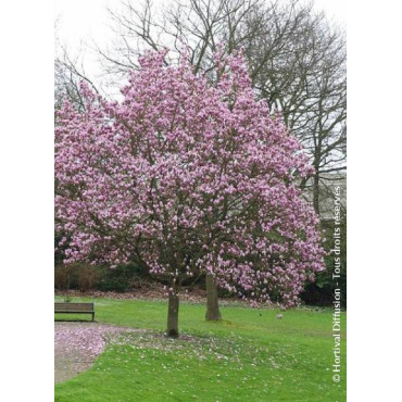 MAGNOLIA soulangeana ANDRE LEROY