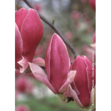 MAGNOLIA soulangeana RUSTICA RUBRA