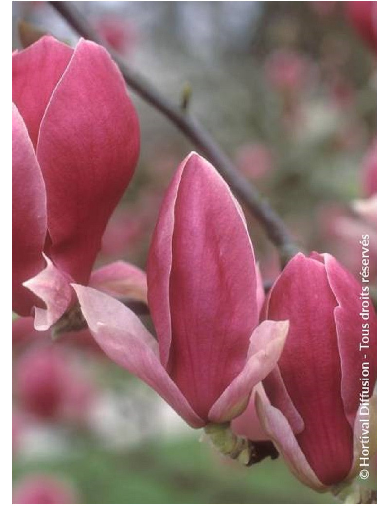 MAGNOLIA soulangeana RUSTICA RUBRA