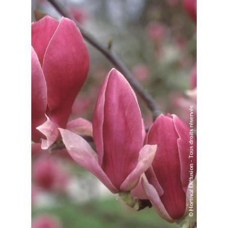 MAGNOLIA soulangeana RUSTICA RUBRA