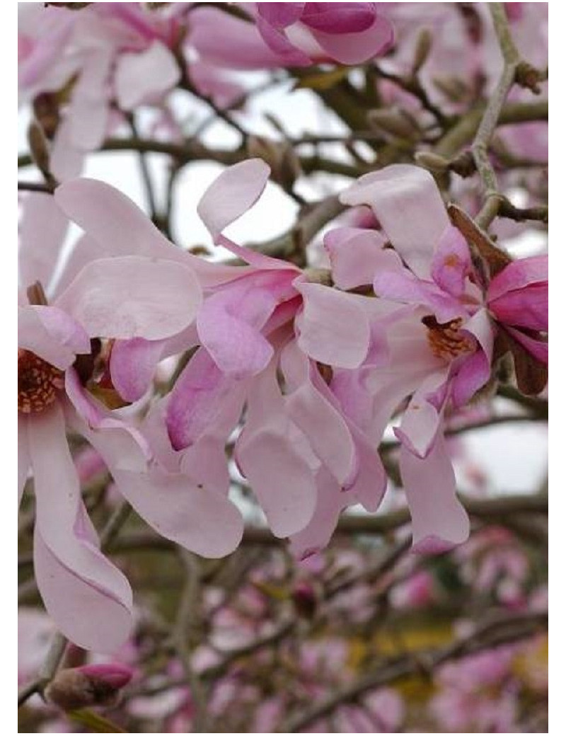 MAGNOLIA loebneri LEONARD MESSEL