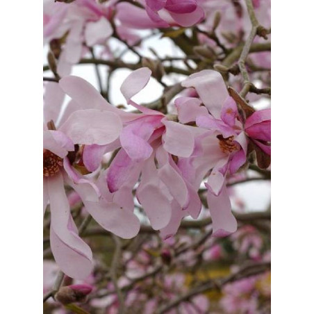 MAGNOLIA loebneri LEONARD MESSEL