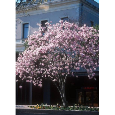 MAGNOLIA loebneri LEONARD MESSEL