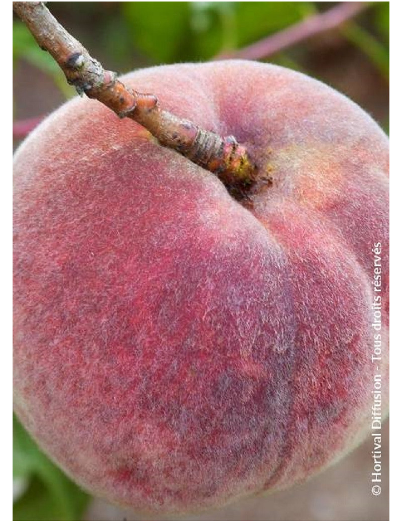 PÊCHER DE VIGNE SANGUINE