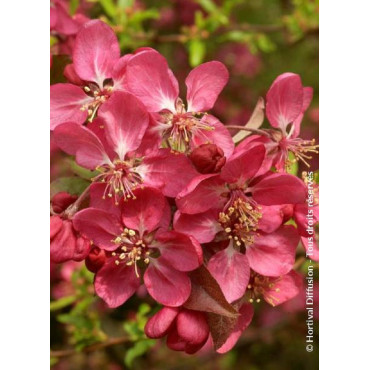 MALUS COCCINELLA Courtarou