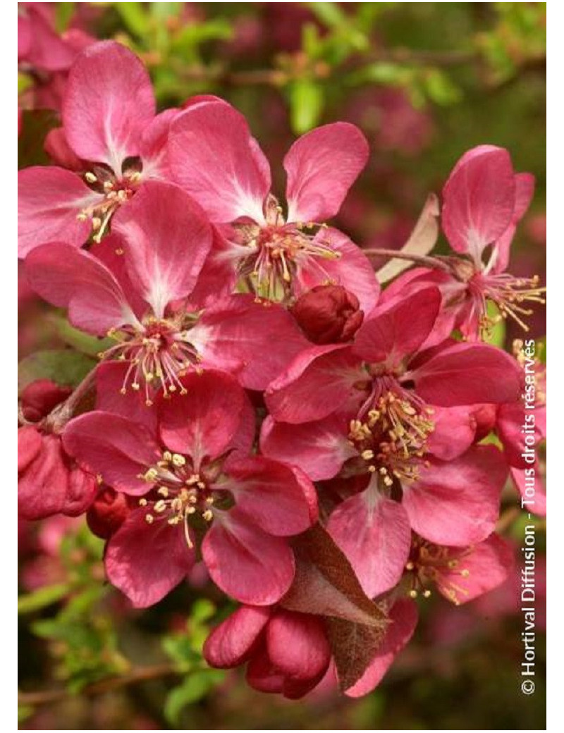 MALUS COCCINELLA Courtarou