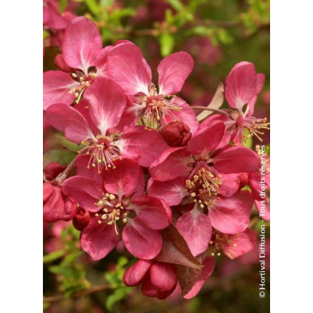 MALUS COCCINELLA Courtarou