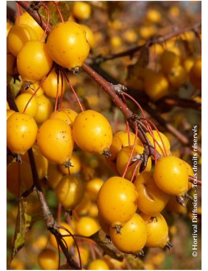 MALUS COMTESSE DE PARIS