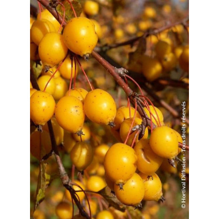 MALUS COMTESSE DE PARIS