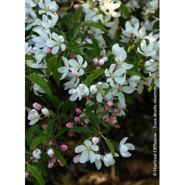 MALUS COMTESSE DE PARIS