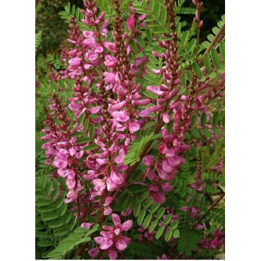 INDIGOFERA dosua