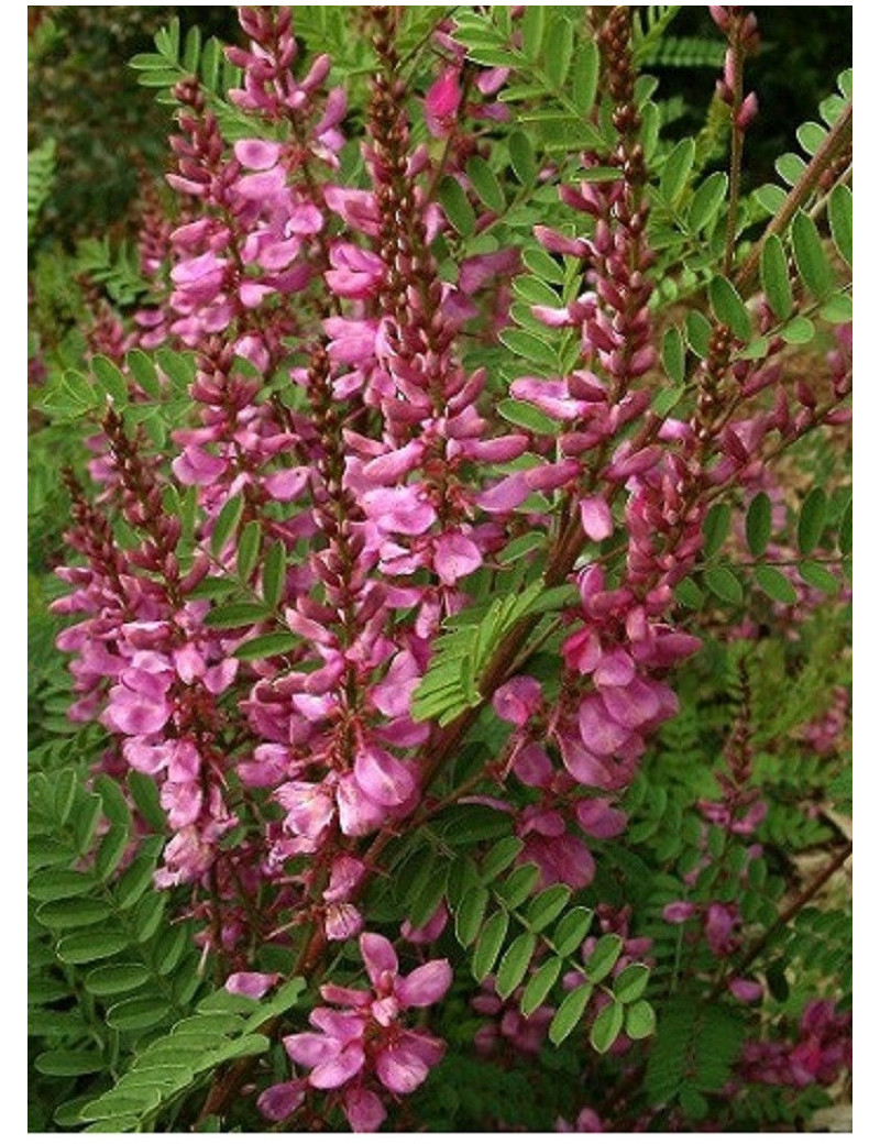 INDIGOFERA dosua