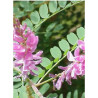 INDIGOFERA dosua