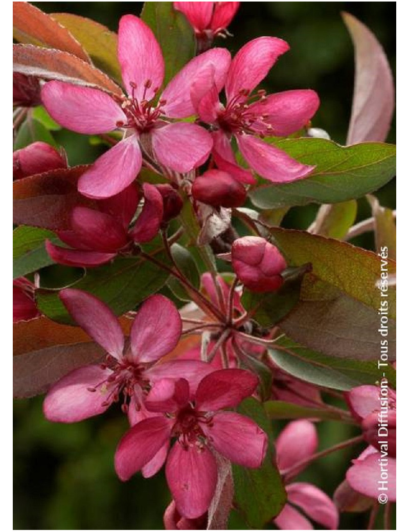 MALUS DIABLE ROUGE