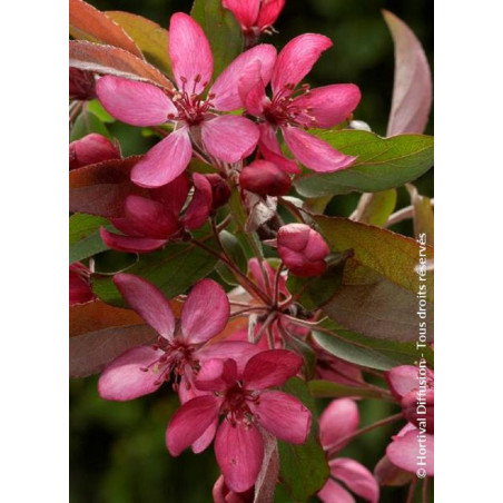 MALUS DIABLE ROUGE