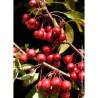 MALUS DIABLE ROUGE