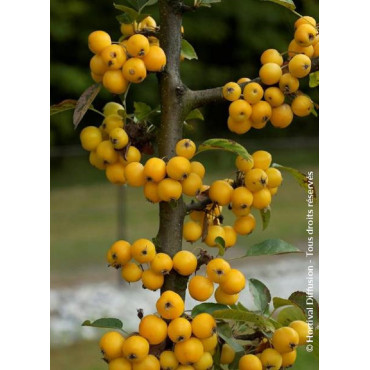 MALUS GOLDEN HORNET