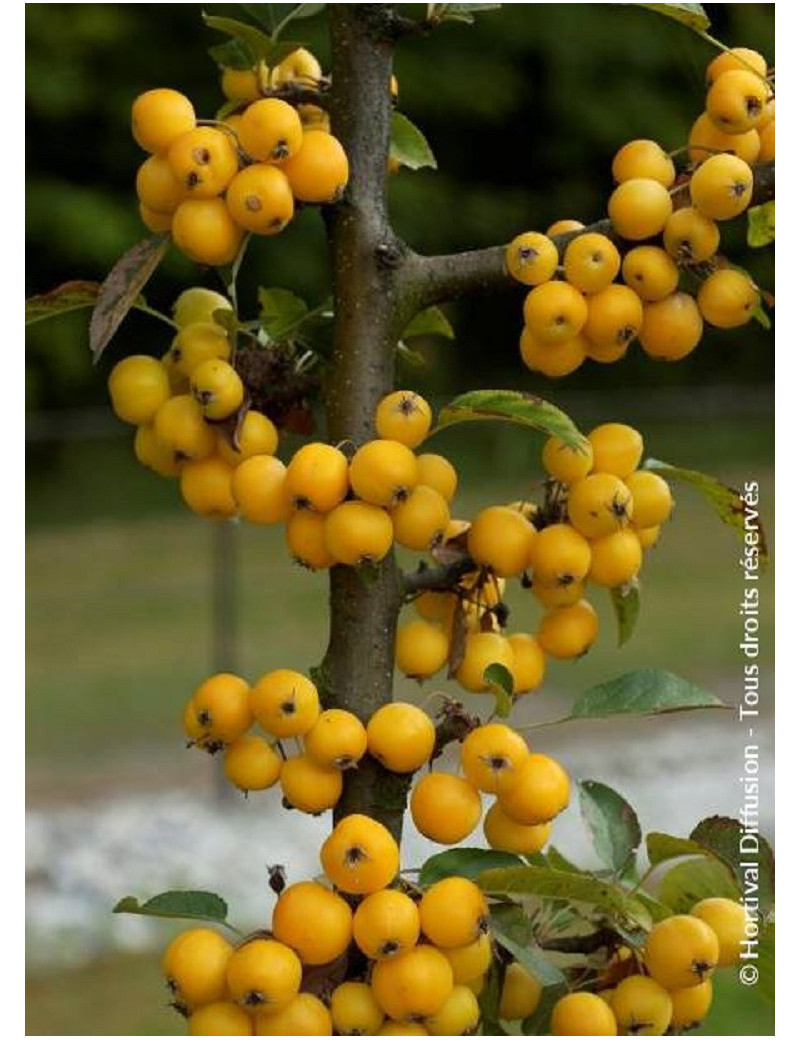 MALUS GOLDEN HORNET