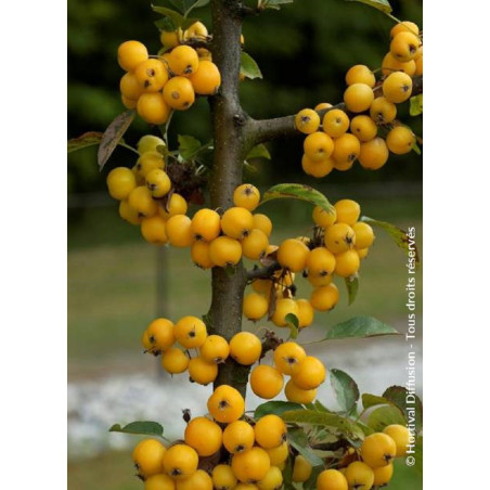 MALUS GOLDEN HORNET