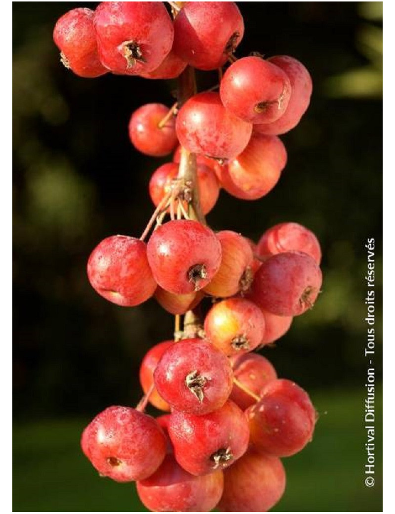 MALUS perpetu EVERESTE