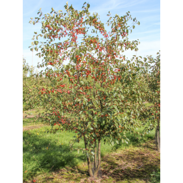 MALUS perpetu EVERESTE