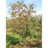 MALUS perpetu EVERESTE