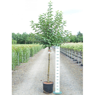 MALUS perpetu EVERESTE En pot de 15-20 litres forme tige hauteur du tronc 110-130 cm