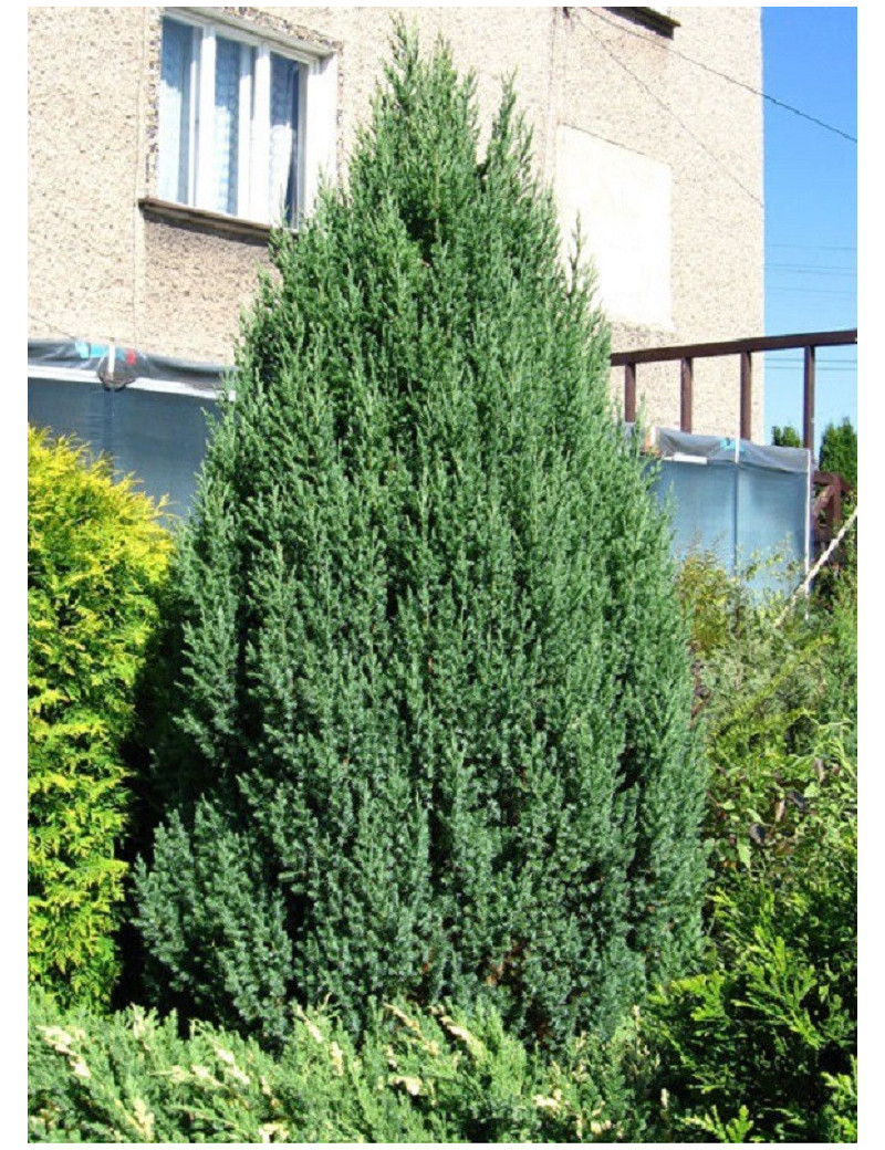 JUNIPERUS chinensis STRICTA