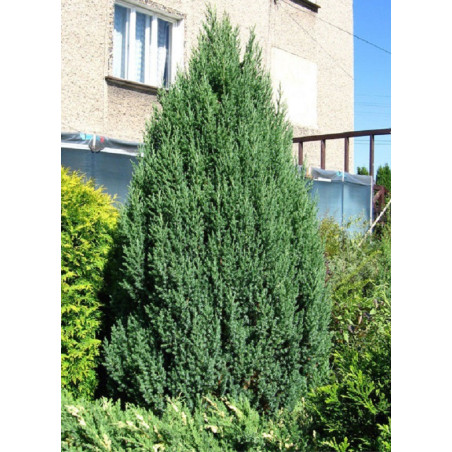 JUNIPERUS chinensis STRICTA