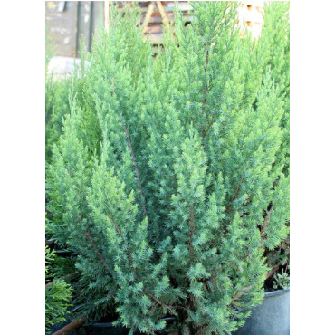 JUNIPERUS chinensis STRICTA