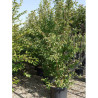 MALUS perpetu EVERESTE En pot de 35-50 litres