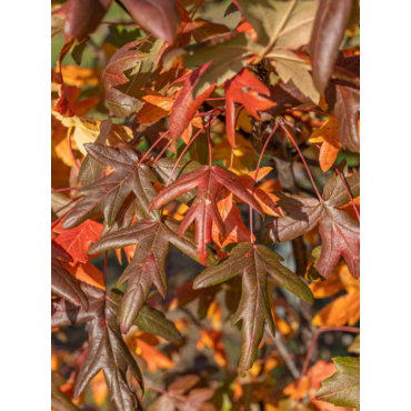 MALUS trilobata