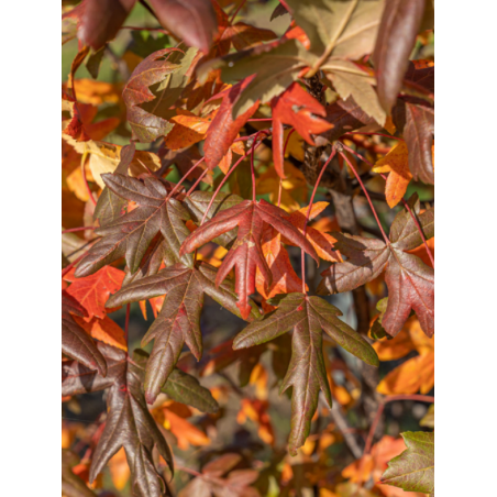 MALUS trilobata