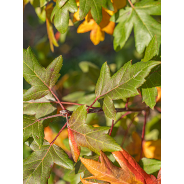 MALUS trilobata