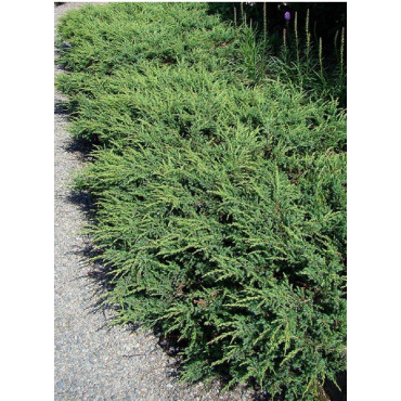 JUNIPERUS communis REPANDA