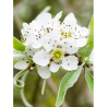 PYRUS salicifolia PENDULA