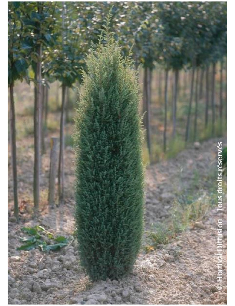 JUNIPERUS communis SENTINEL