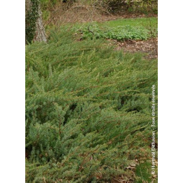 JUNIPERUS conferta SLAGER