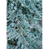 JUNIPERUS horizontalis ICEE BLUE